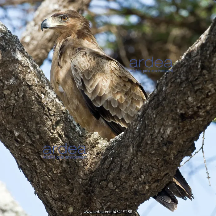 : Africa. Tanzania. Tawny Eagle at Ndutu in : Africa. Tanzania. Tawny Eagle at Ndutu in