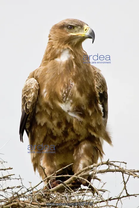  : Africa. Tanzania. Tawny Eagle at Ndutu in