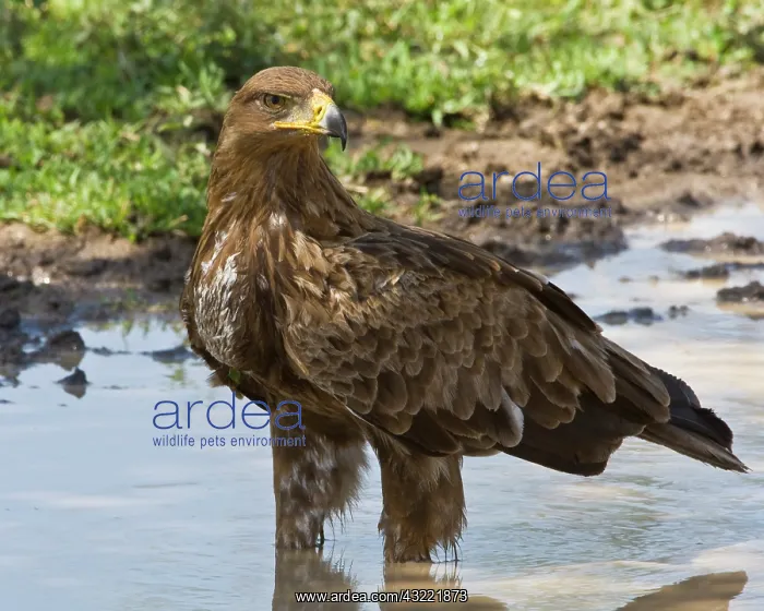 : Africa. Tanzania. Tawny Eagle at Ndutu in : Africa. Tanzania. Tawny Eagle at Ndutu in