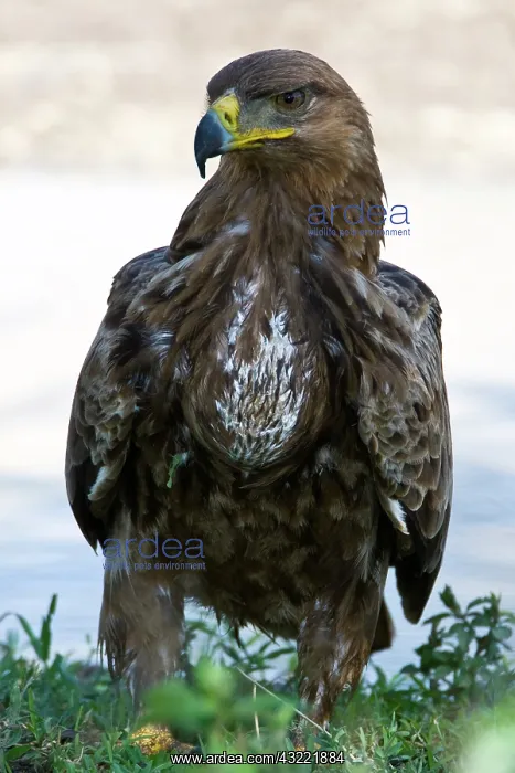  : Africa. Tanzania. Tawny Eagle at Ndutu in