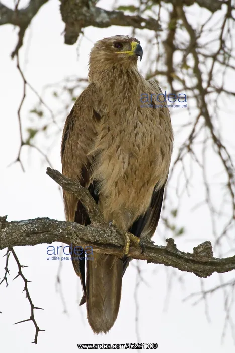 : Africa. Tanzania. Tawny Eagle at Tarangire : Africa. Tanzania. Tawny Eagle at Tarangire