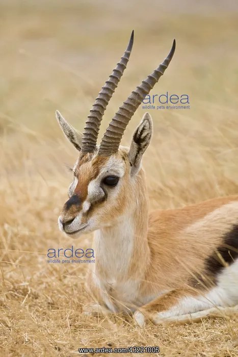  : Africa. Tanzania. Thompson's Gazelle at