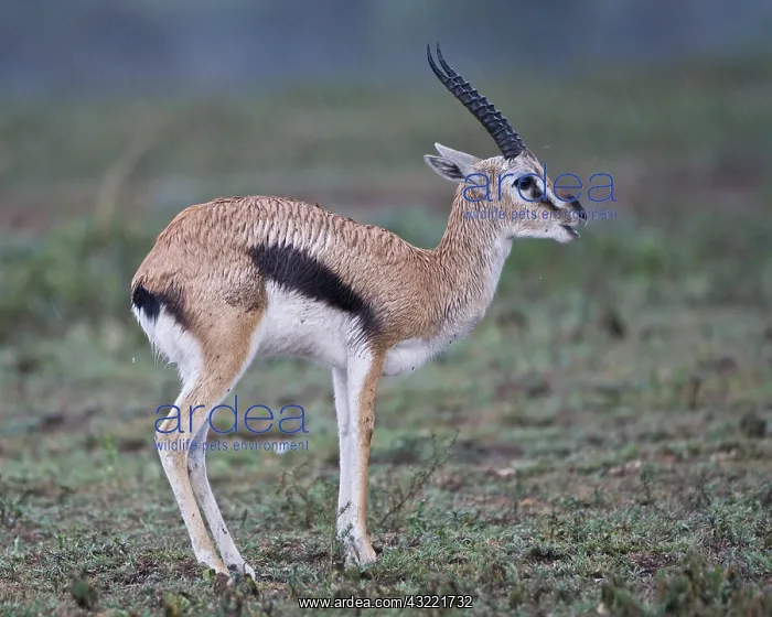 : Africa. Tanzania. Thompson's Gazelle in : Africa. Tanzania. Thompson's Gazelle in