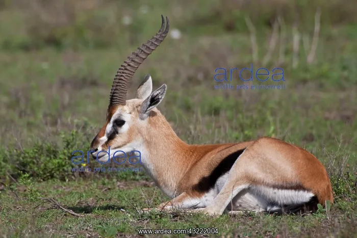 : Africa. Tanzania. Thompson's Gazelle at : Africa. Tanzania. Thompson's Gazelle at