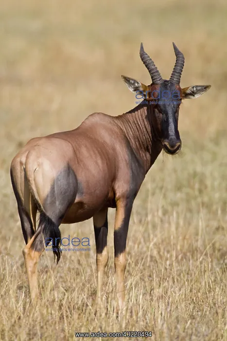 : Africa. Tanzania. Topi at Serengeti NP : Africa. Tanzania. Topi at Serengeti NP