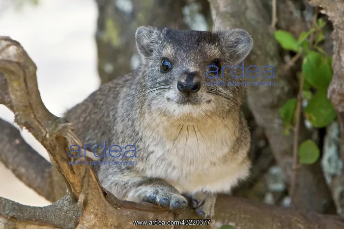 : Africa. Tanzania. Tree Hyrax in Serengeti : Africa. Tanzania. Tree Hyrax in Serengeti