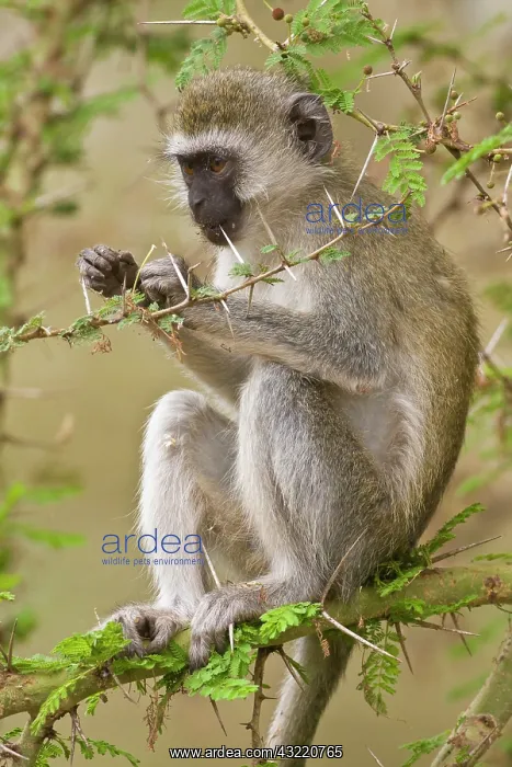 : Africa. Tanzania. Vervet Monkey at Manyara : Africa. Tanzania. Vervet Monkey at Manyara