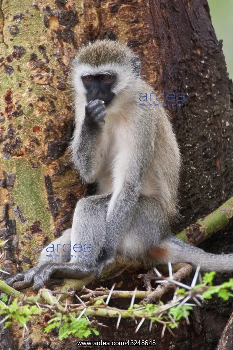 : Africa. Tanzania. Vervet Monkey at Ngorongoro : Africa. Tanzania. Vervet Monkey at Ngorongoro