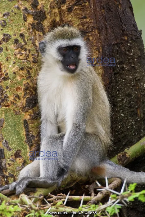 : Africa. Tanzania. Vervet Monkey at Ngorongoro : Africa. Tanzania. Vervet Monkey at Ngorongoro