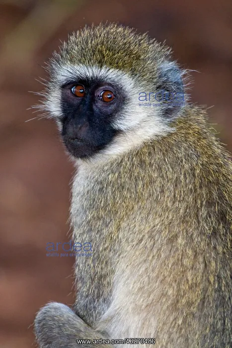 : Africa. Tanzania. Vervet Monkey in Tarangire : Africa. Tanzania. Vervet Monkey in Tarangire