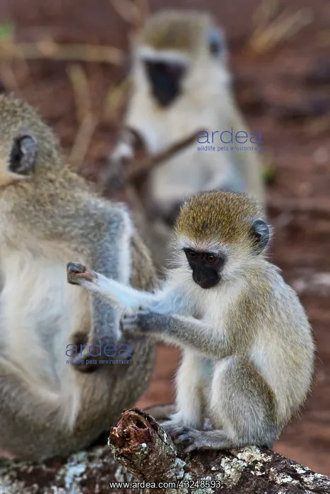 : Africa. Tanzania. Vervet Monkeys in Tarangire : Africa. Tanzania. Vervet Monkeys in Tarangire