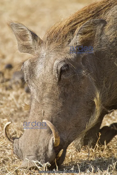 : Africa. Tanzania. Warthog at Ngorongoro : Africa. Tanzania. Warthog at Ngorongoro