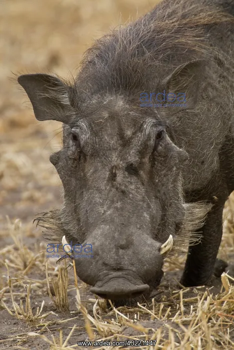 : Africa. Tanzania. Warthog at Tarangire NP : Africa. Tanzania. Warthog at Tarangire NP
