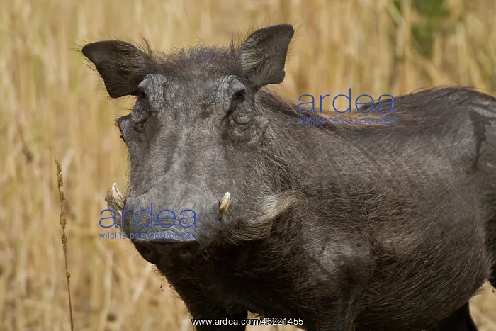 : Africa. Tanzania. Warthog at Tarangire NP : Africa. Tanzania. Warthog at Tarangire NP
