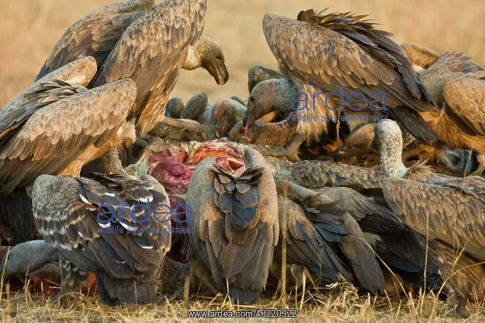 : Africa. Tanzania. White-backed Vultures : Africa. Tanzania. White-backed Vultures