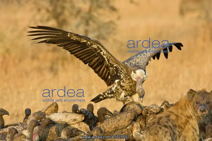 : Africa. Tanzania. White-backed Vultures : Africa. Tanzania. White-backed Vultures