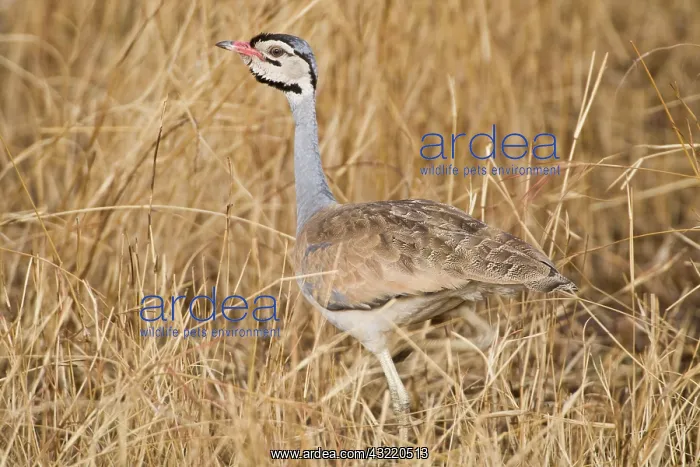 : Africa. Tanzania. White-bellied Bustard : Africa. Tanzania. White-bellied Bustard