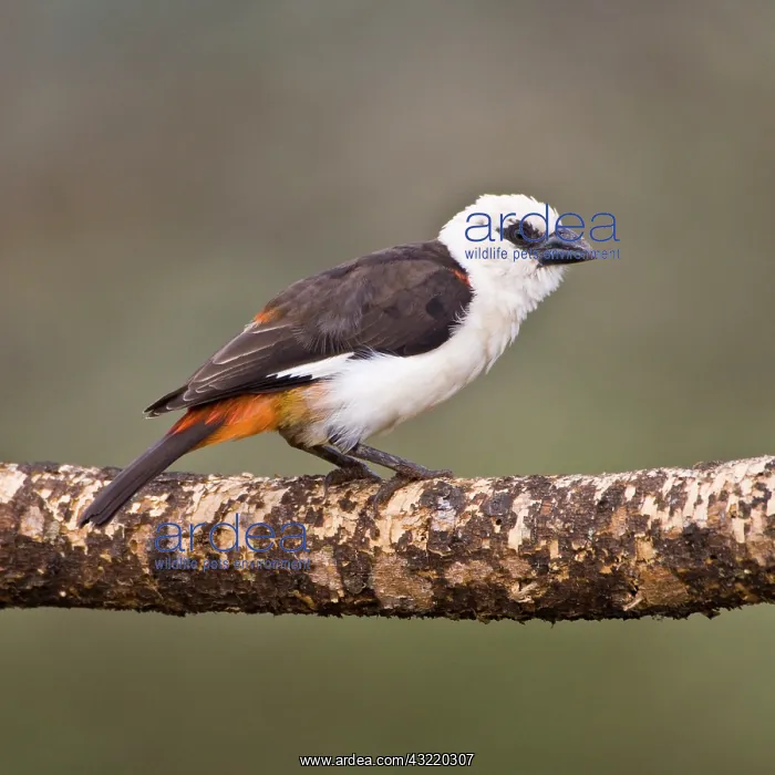 : Africa. Tanzania. White-Headed Buffalo-Weaver : Africa. Tanzania. White-Headed Buffalo-Weaver