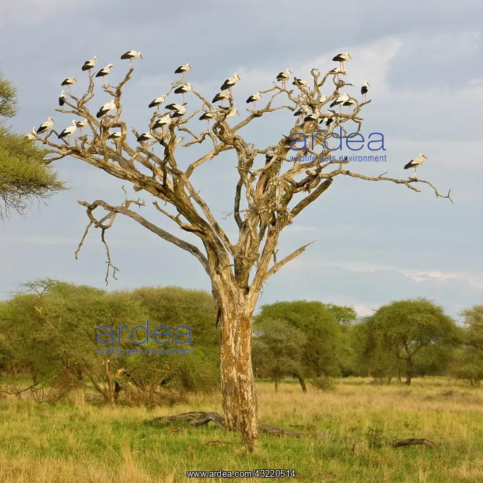 : Africa. Tanzania. White Storks perched on : Africa. Tanzania. White Storks perched on