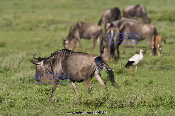 : Africa. Tanzania. Wildebeest birth at Ndutu : Africa. Tanzania. Wildebeest birth at Ndutu