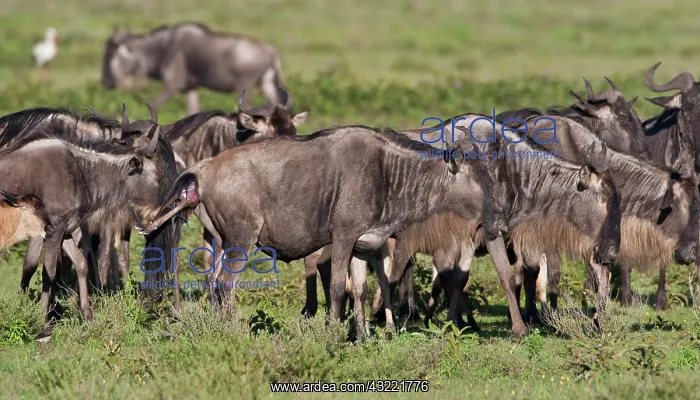 : Africa. Tanzania. Wildebeest birth at Ndutu : Africa. Tanzania. Wildebeest birth at Ndutu