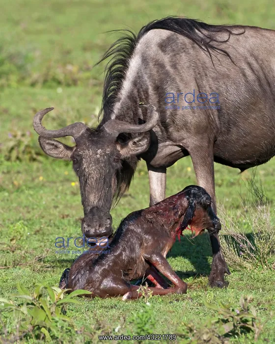 : Africa. Tanzania. Wildebeest birth at Ndutu : Africa. Tanzania. Wildebeest birth at Ndutu