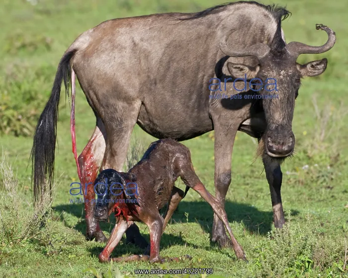 : Africa. Tanzania. Wildebeest birth at Ndutu : Africa. Tanzania. Wildebeest birth at Ndutu