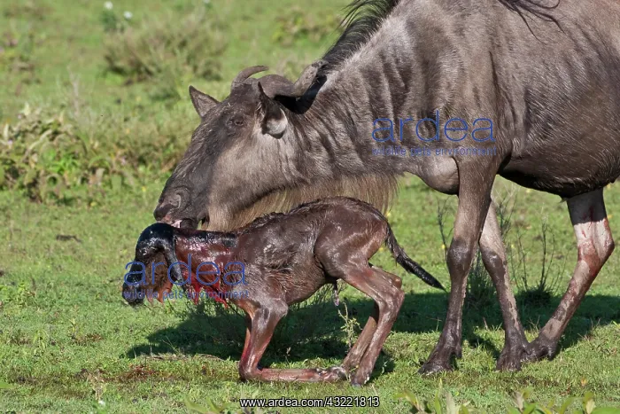  : Africa. Tanzania. Wildebeest birth at Ndutu