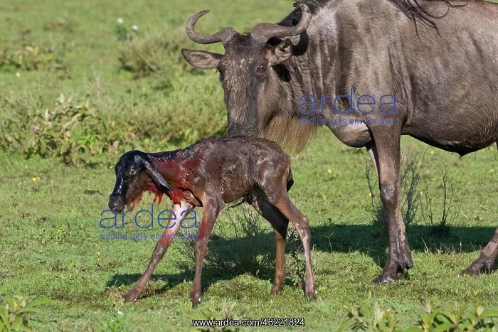 : Africa. Tanzania. Wildebeest birth at Ndutu : Africa. Tanzania. Wildebeest birth at Ndutu