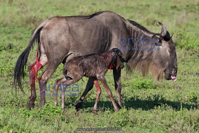 : Africa. Tanzania. Wildebeest birth at Ndutu : Africa. Tanzania. Wildebeest birth at Ndutu