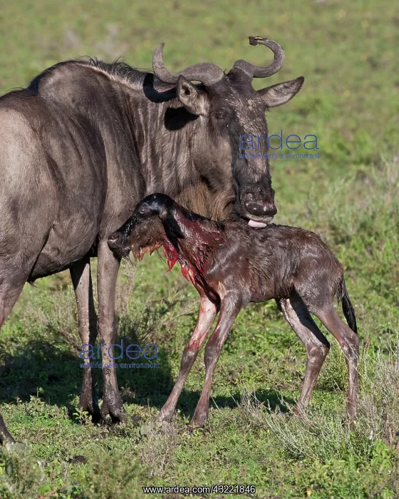 : Africa. Tanzania. Wildebeest birth at Ndutu : Africa. Tanzania. Wildebeest birth at Ndutu