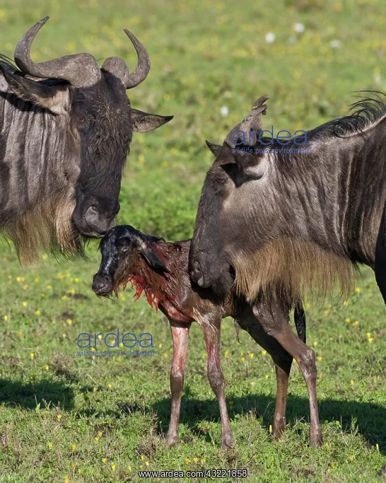 : Africa. Tanzania. Wildebeest birth at Ndutu : Africa. Tanzania. Wildebeest birth at Ndutu