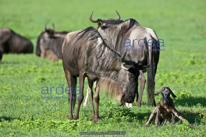 : Africa. Tanzania. Wildebeest birth at Ngorongoro : Africa. Tanzania. Wildebeest birth at Ngorongoro