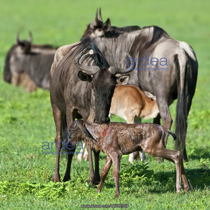 : Africa. Tanzania. Wildebeest birth at Ngorongoro : Africa. Tanzania. Wildebeest birth at Ngorongoro
