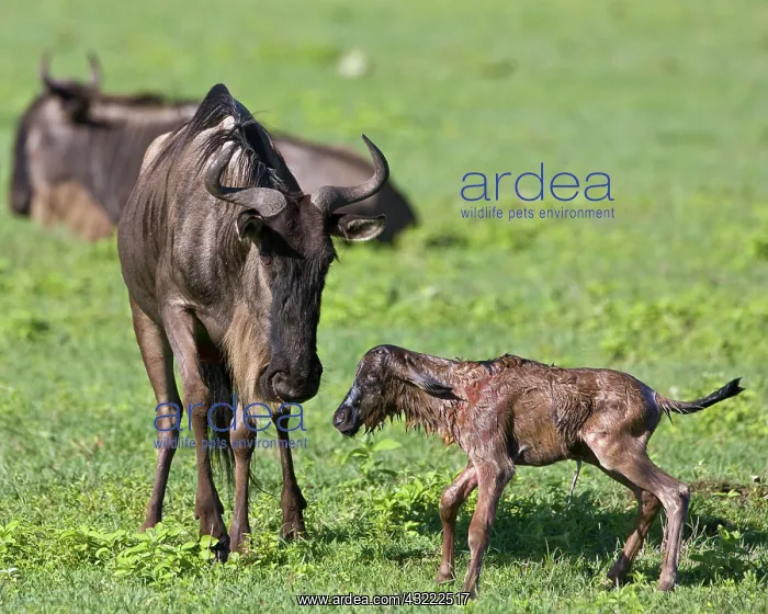 : Africa. Tanzania. Wildebeest birth at Ngorongoro : Africa. Tanzania. Wildebeest birth at Ngorongoro