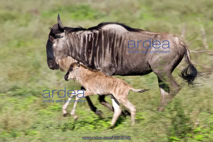 : Africa. Tanzania. Wildebeest mother and : Africa. Tanzania. Wildebeest mother and