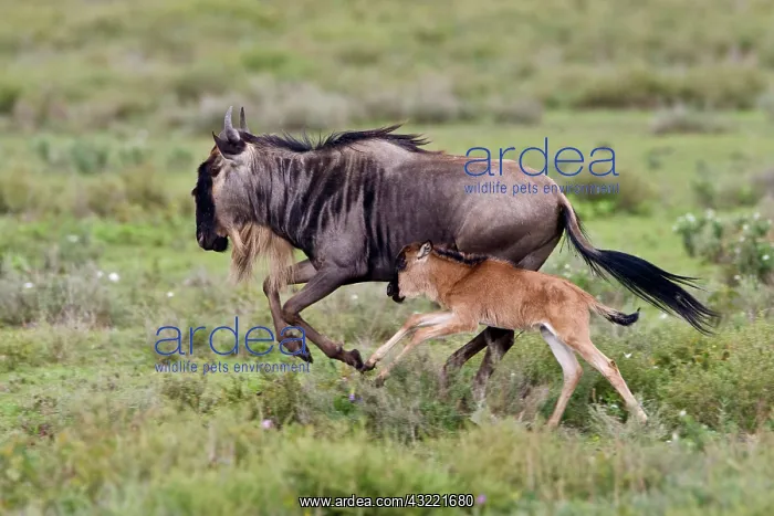 : Africa. Tanzania. Wildebeest mother and : Africa. Tanzania. Wildebeest mother and