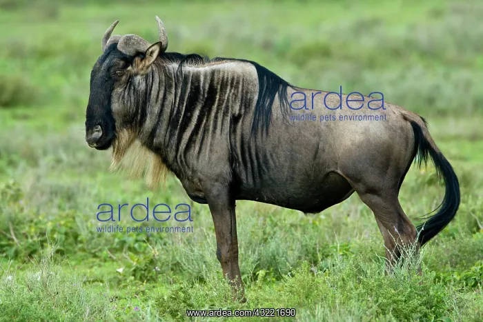  : Africa. Tanzania. Wildebeest at Ndutu in