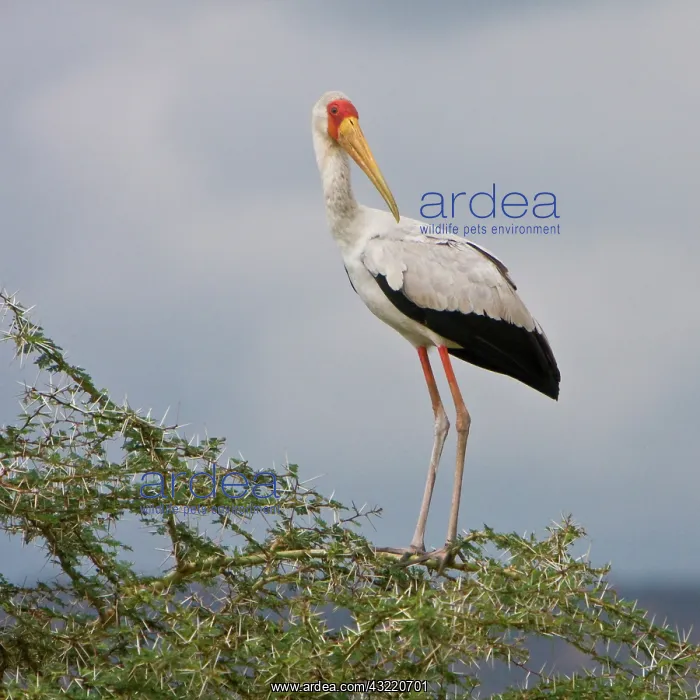 : Africa. Tanzania. Yellow-billed Stork in : Africa. Tanzania. Yellow-billed Stork in