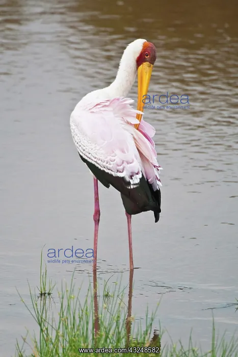 : Africa. Tanzania. Yellow-Billed Stork in : Africa. Tanzania. Yellow-Billed Stork in