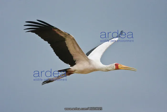 : Africa. Tanzania. Yellow-billed Stork flying : Africa. Tanzania. Yellow-billed Stork flying