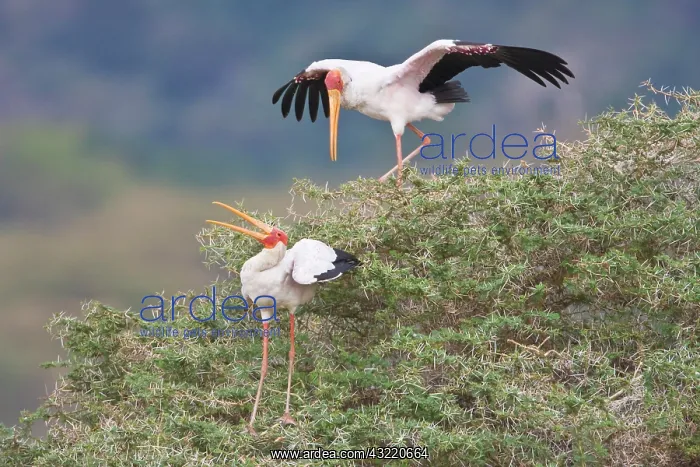 : Africa. Tanzania. Yellow-billed Storks in : Africa. Tanzania. Yellow-billed Storks in