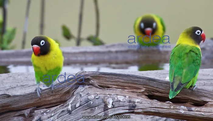  : Africa. Tanzania. Yellow-collared Lovebirds
