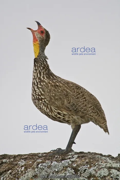 : Africa. Tanzania. Yellow-necked Spurfowl : Africa. Tanzania. Yellow-necked Spurfowl