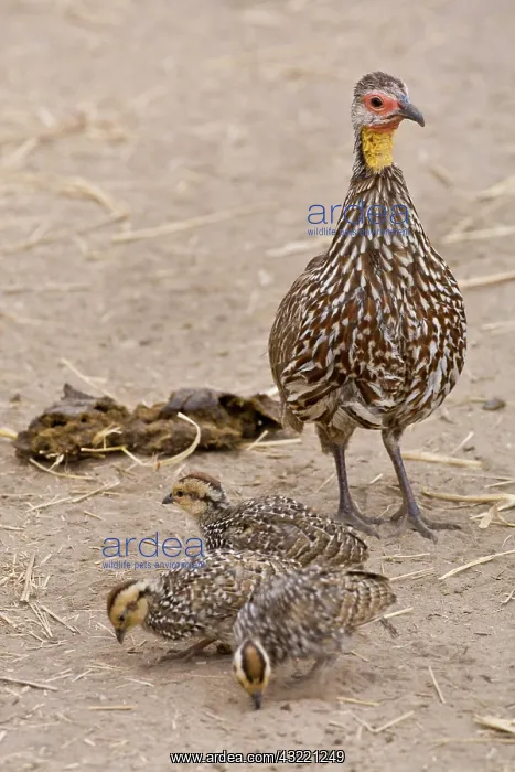 : Africa. Tanzania. Yellow-necked Spurfowl : Africa. Tanzania. Yellow-necked Spurfowl