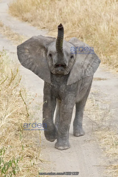 : Africa. Tanzania. Young Elephant at Tarangire : Africa. Tanzania. Young Elephant at Tarangire