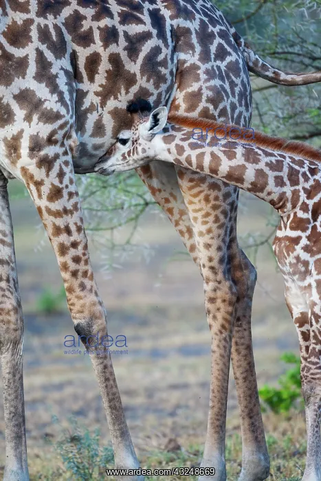 : Africa, Tanzania. A young giraffe suckles