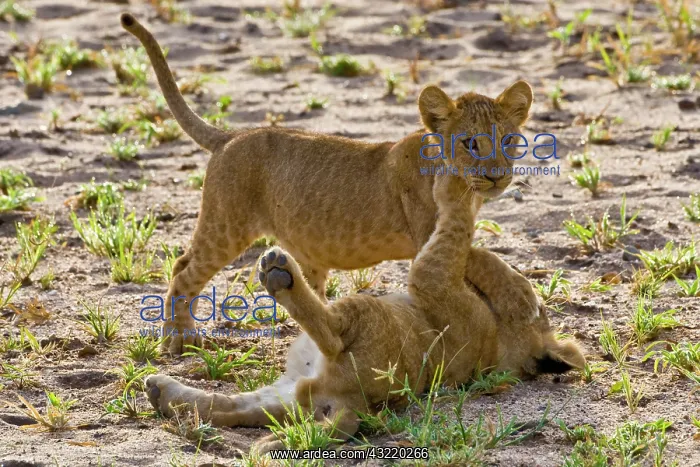 : Africa. Tanzania. Young lion cubs at play : Africa. Tanzania. Young lion cubs at play