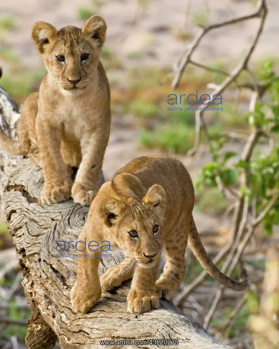  : Africa. Tanzania. Young lion cubs at play