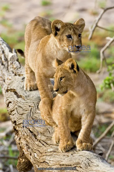  : Africa. Tanzania. Young lion cubs at play